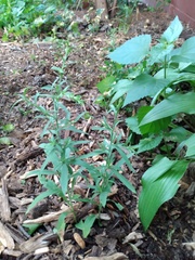 IMG 20220719 202206710