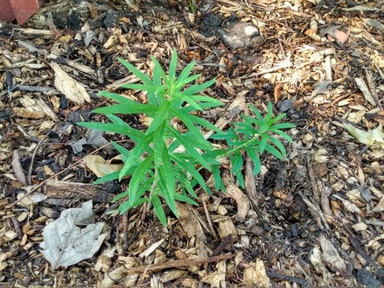 IMG 20220627 172132591 HDR