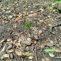 purple prairie clover may 2023