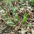 indian grass may 2023