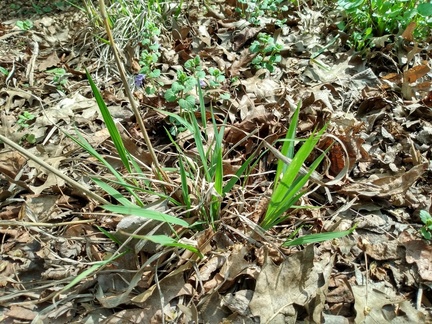 indian grass may 2023